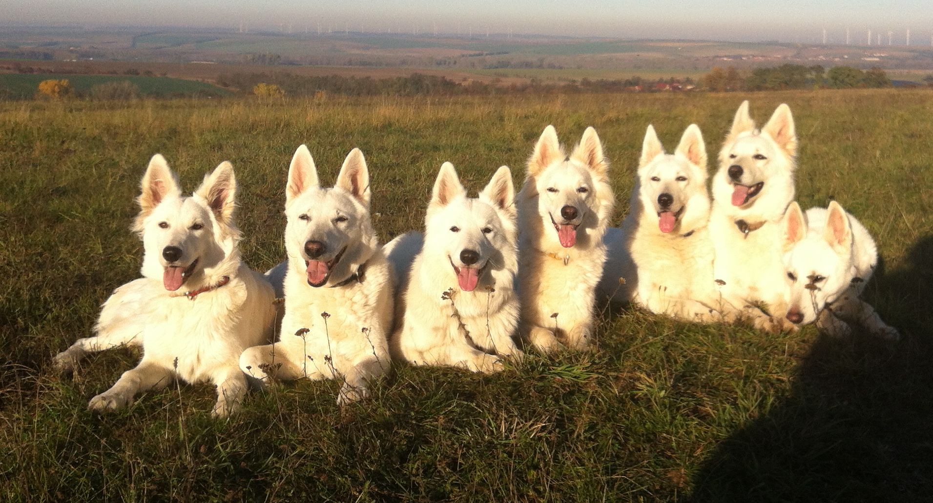 Weisse Schferhunde Breath of Winter unser Rudel