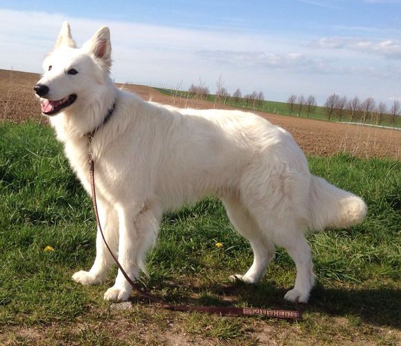 Weisser Schferhund Deckrde Silver 08