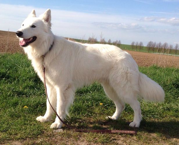 Weisser Schferhund Deckrde Silver 10